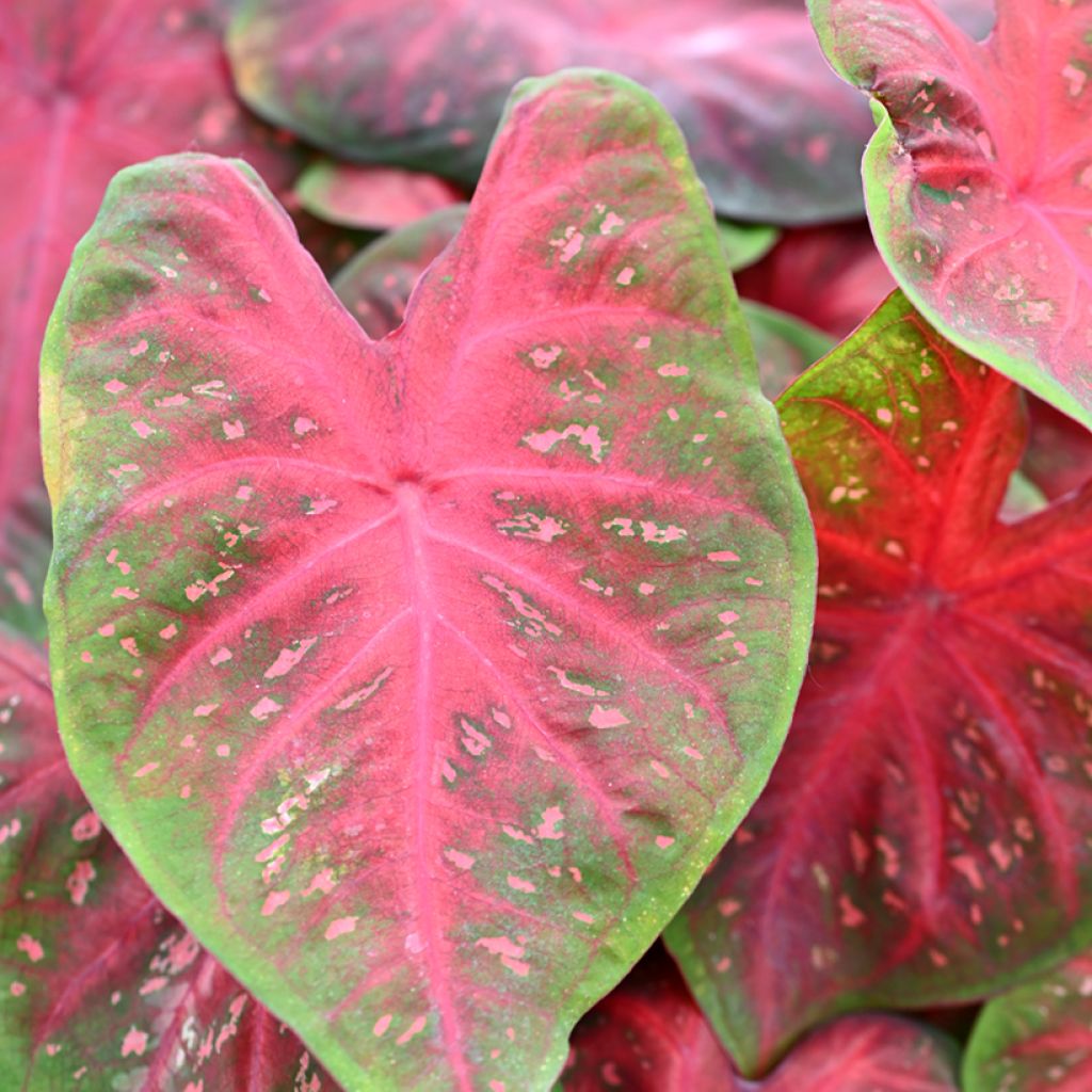 Caladium Casey - Hart van Jezus