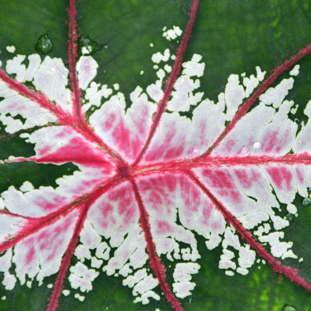 Caladium Cherry Blossom - Hart van Jezus