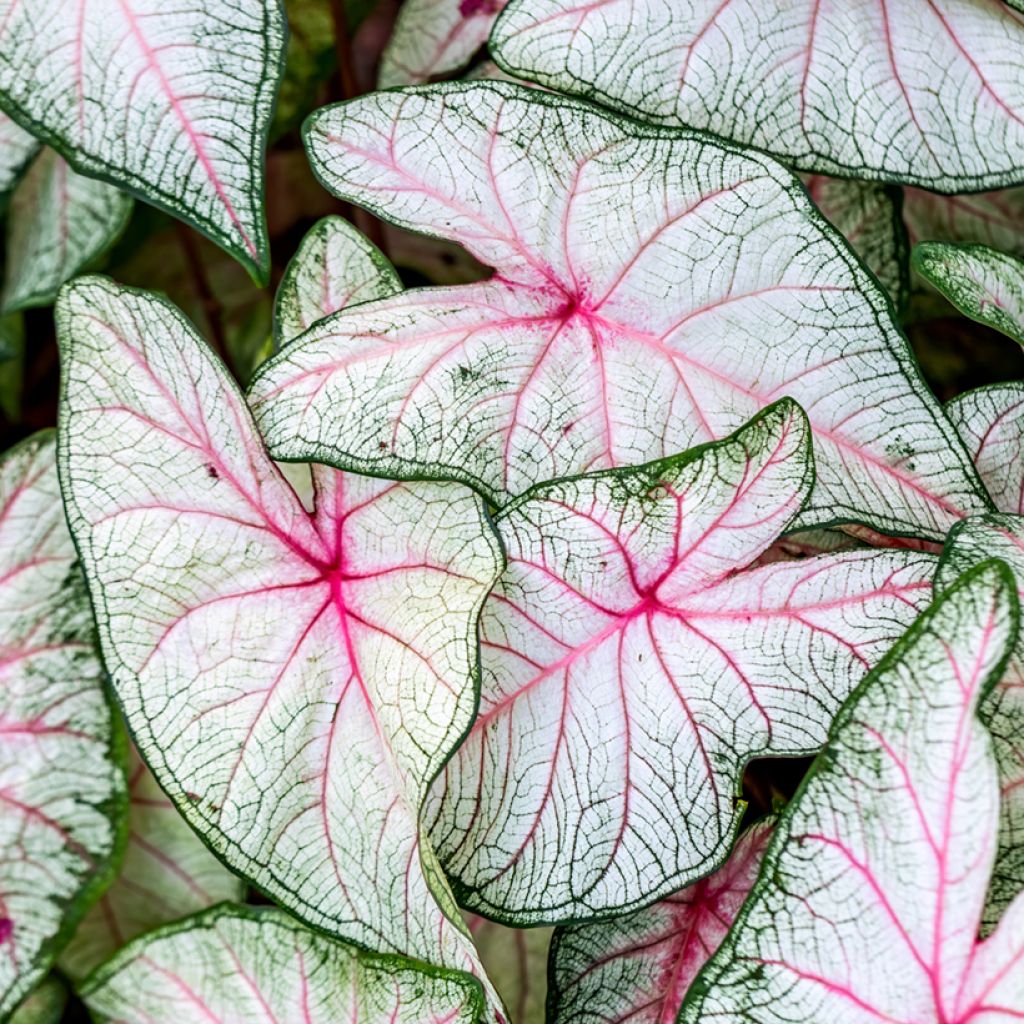 Caladium Fantasy - Hart van Jezus