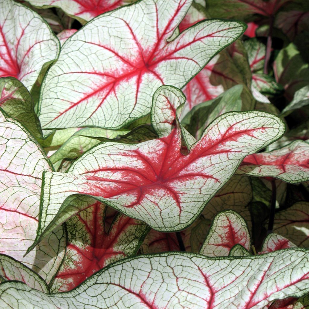 Caladium Fiesta - Hart van Jezus