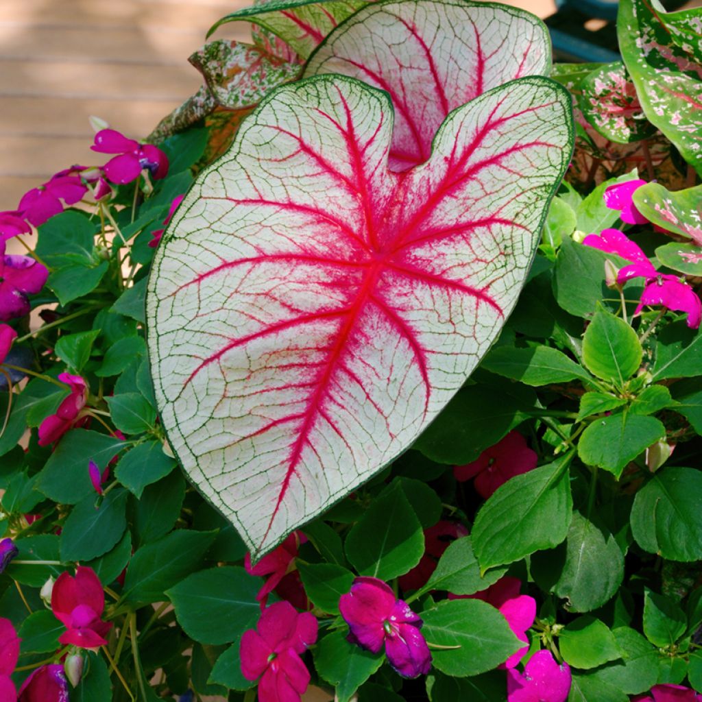 Caladium Fiesta - Hart van Jezus