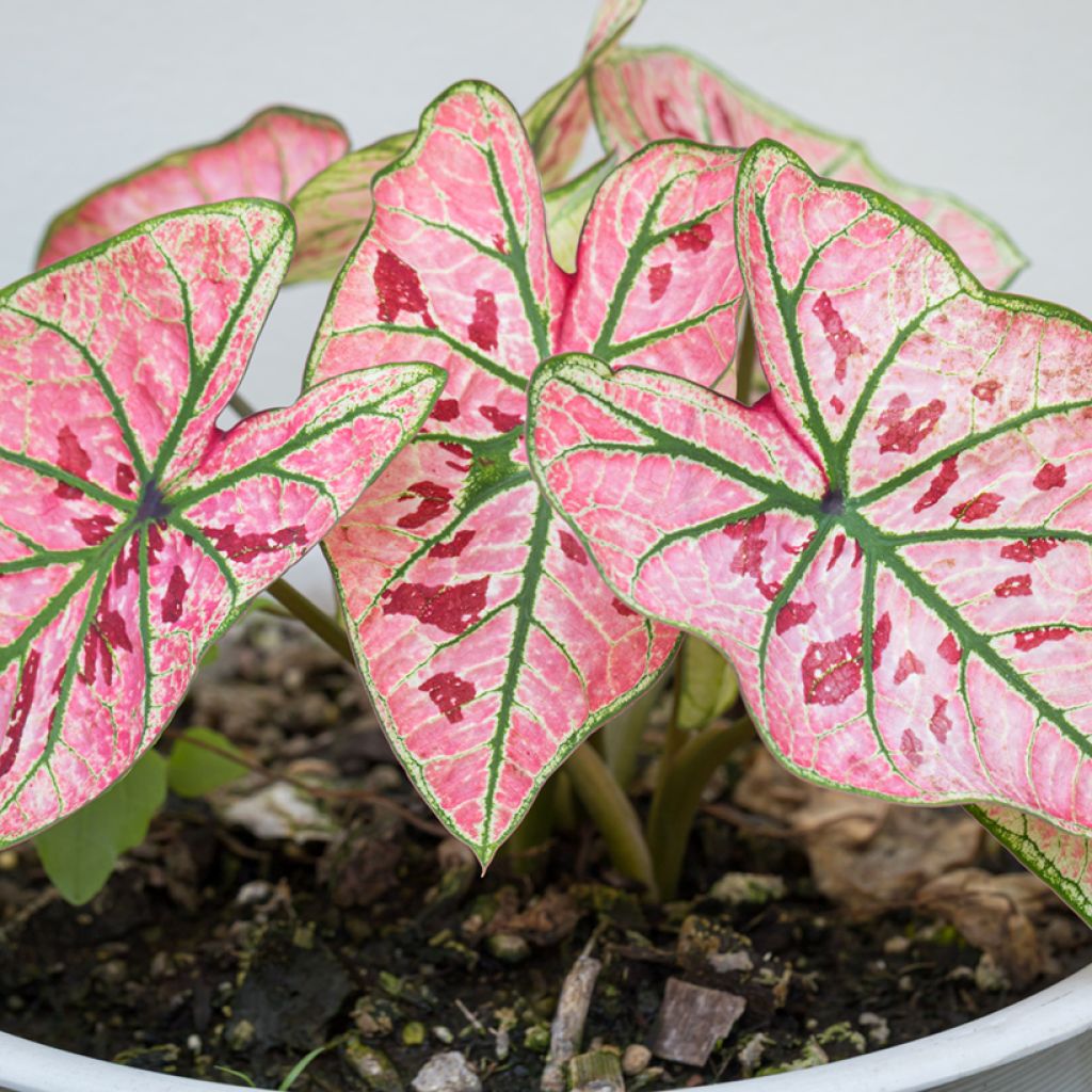 Caladium Strawberry Star - Hart van Jezus