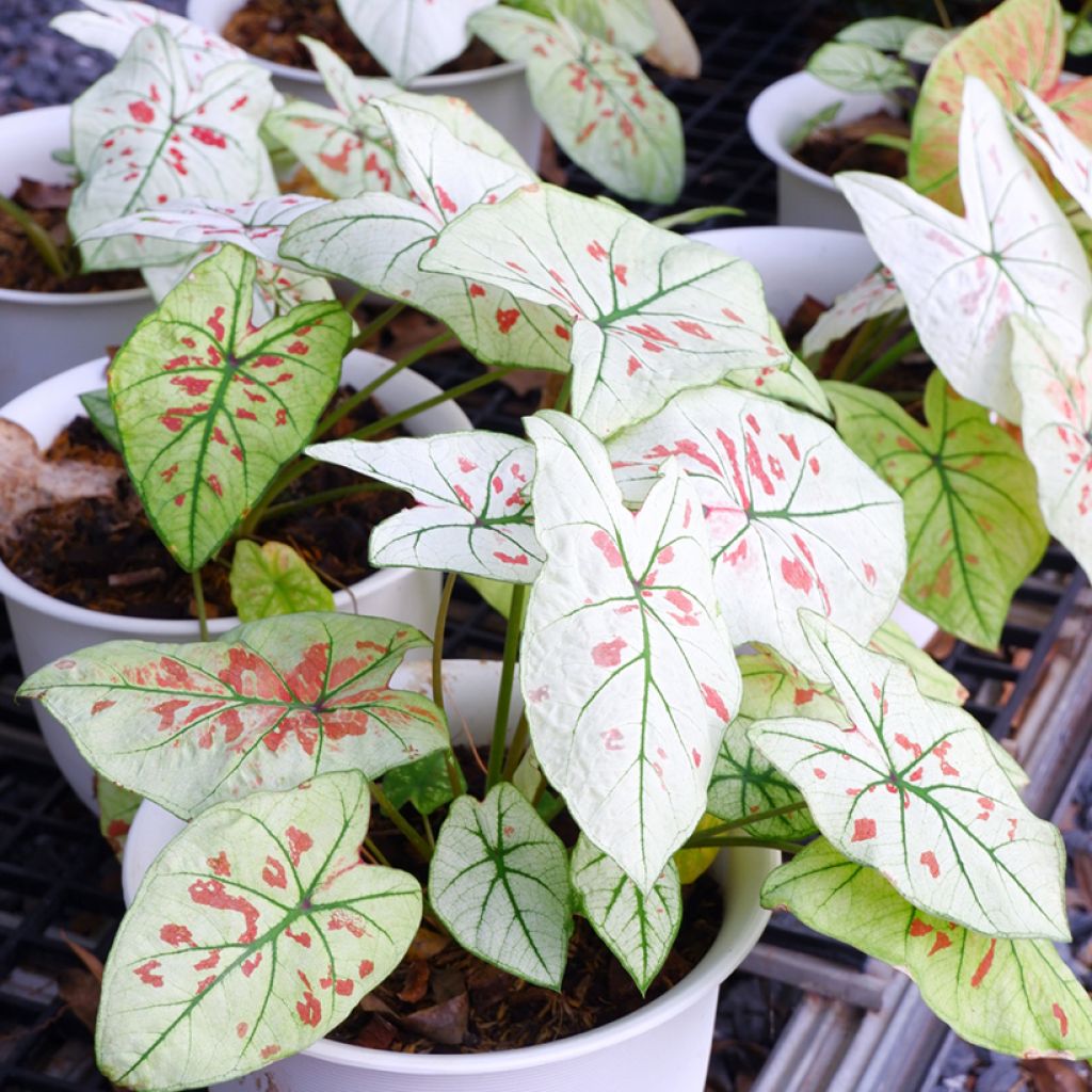 Caladium Strawberry Star - Hart van Jezus