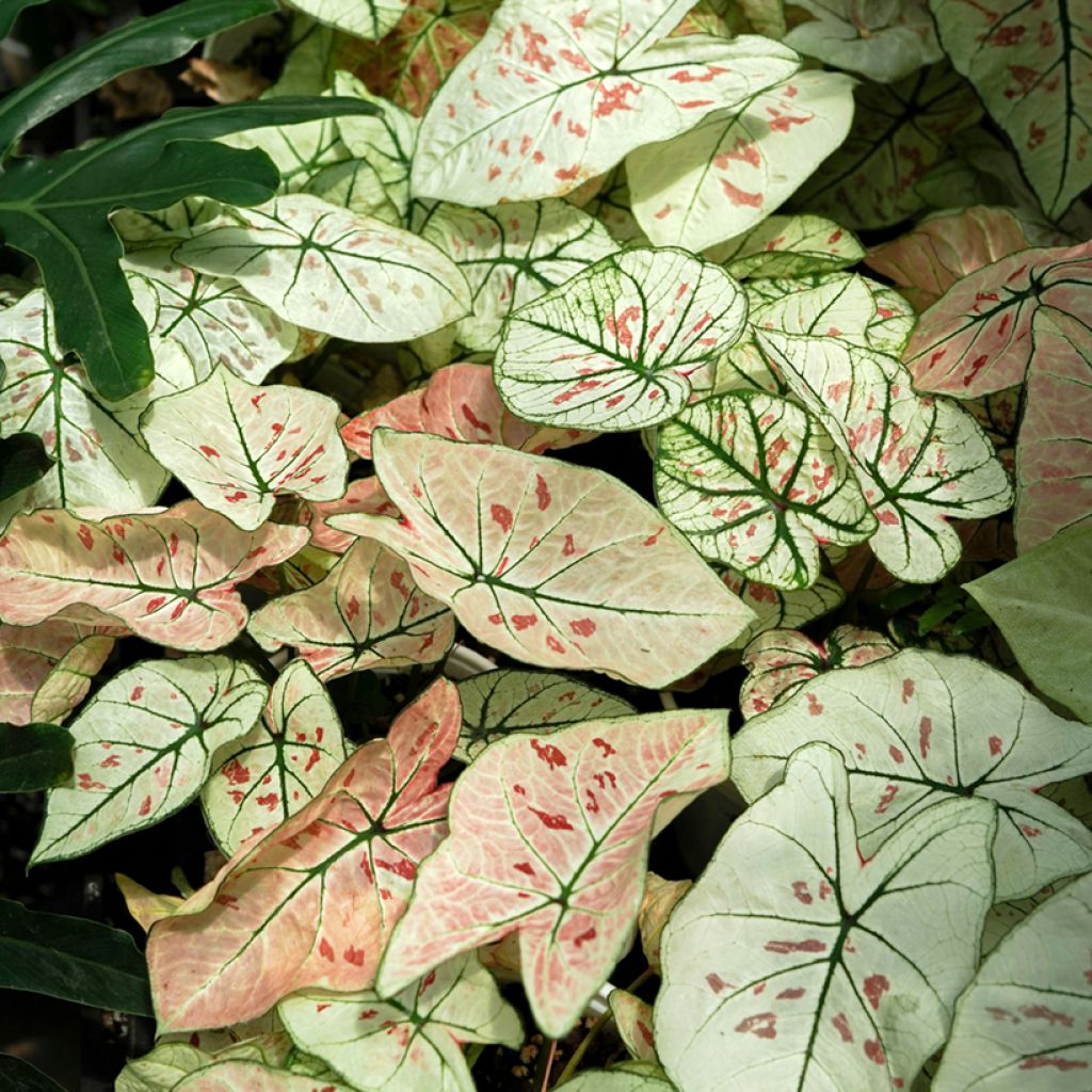 Caladium Strawberry Star - Hart van Jezus