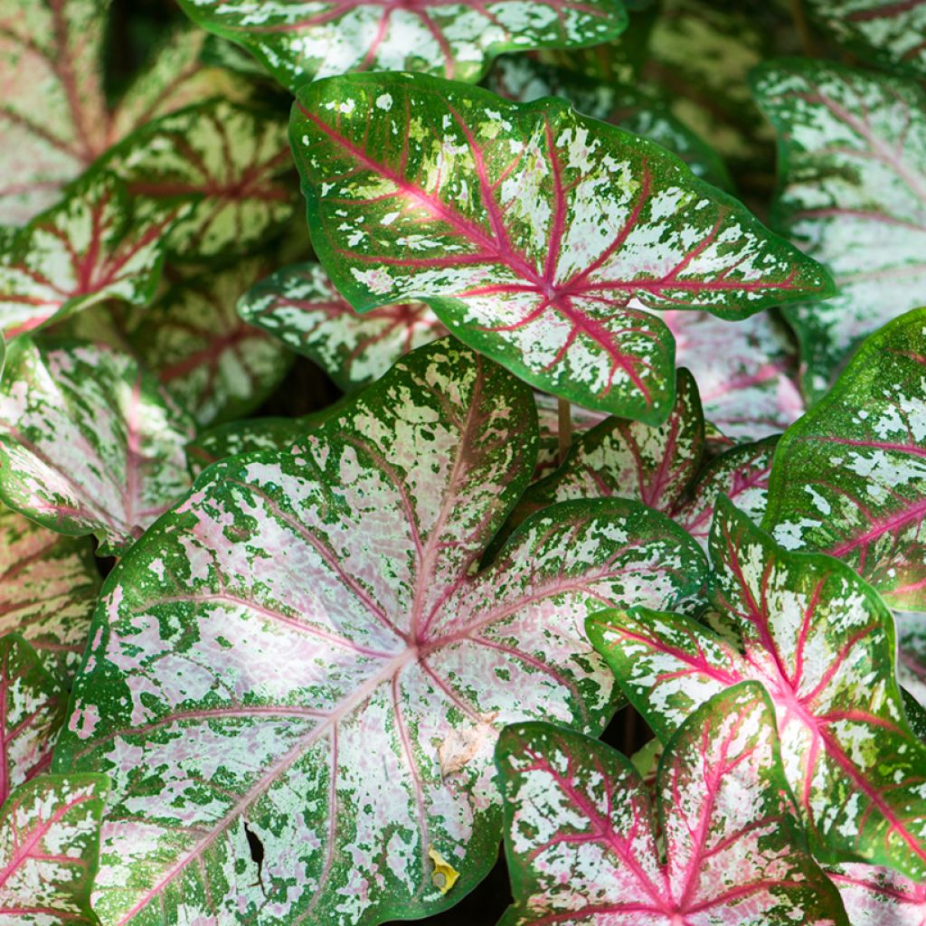 Caladium Tapestry - Hart van Jezus