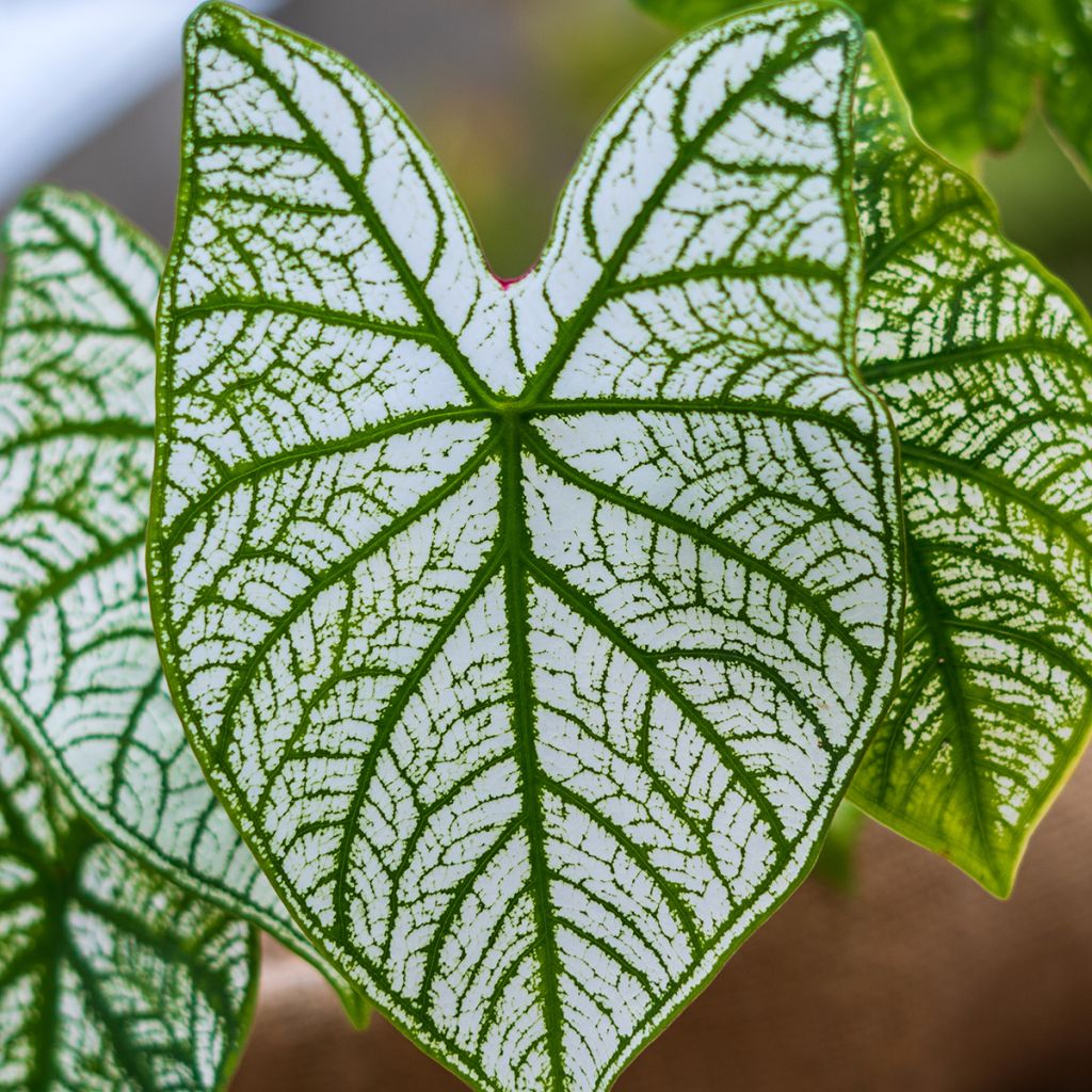 Caladium Pliage - Hart van Jezus