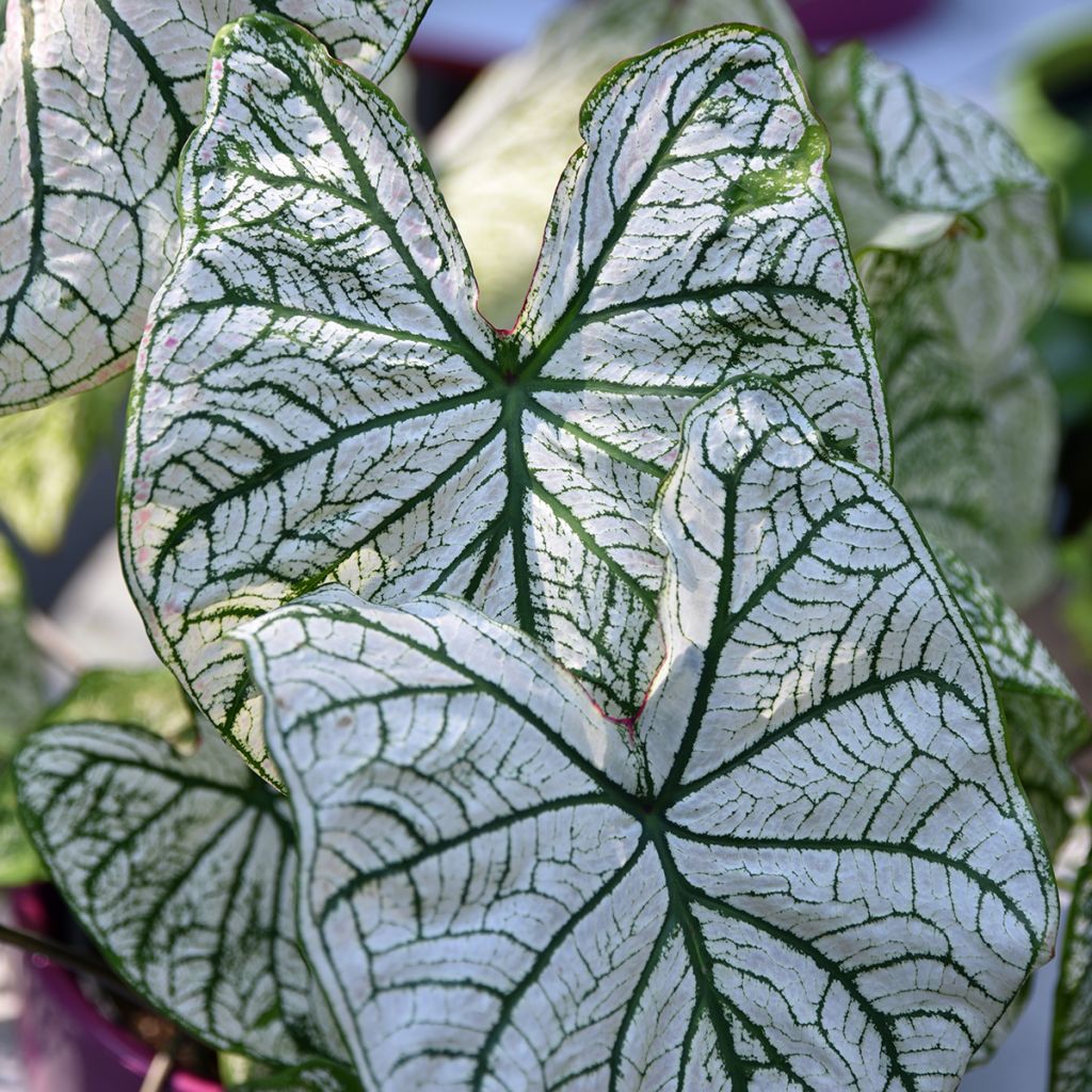 Caladium Pliage - Hart van Jezus