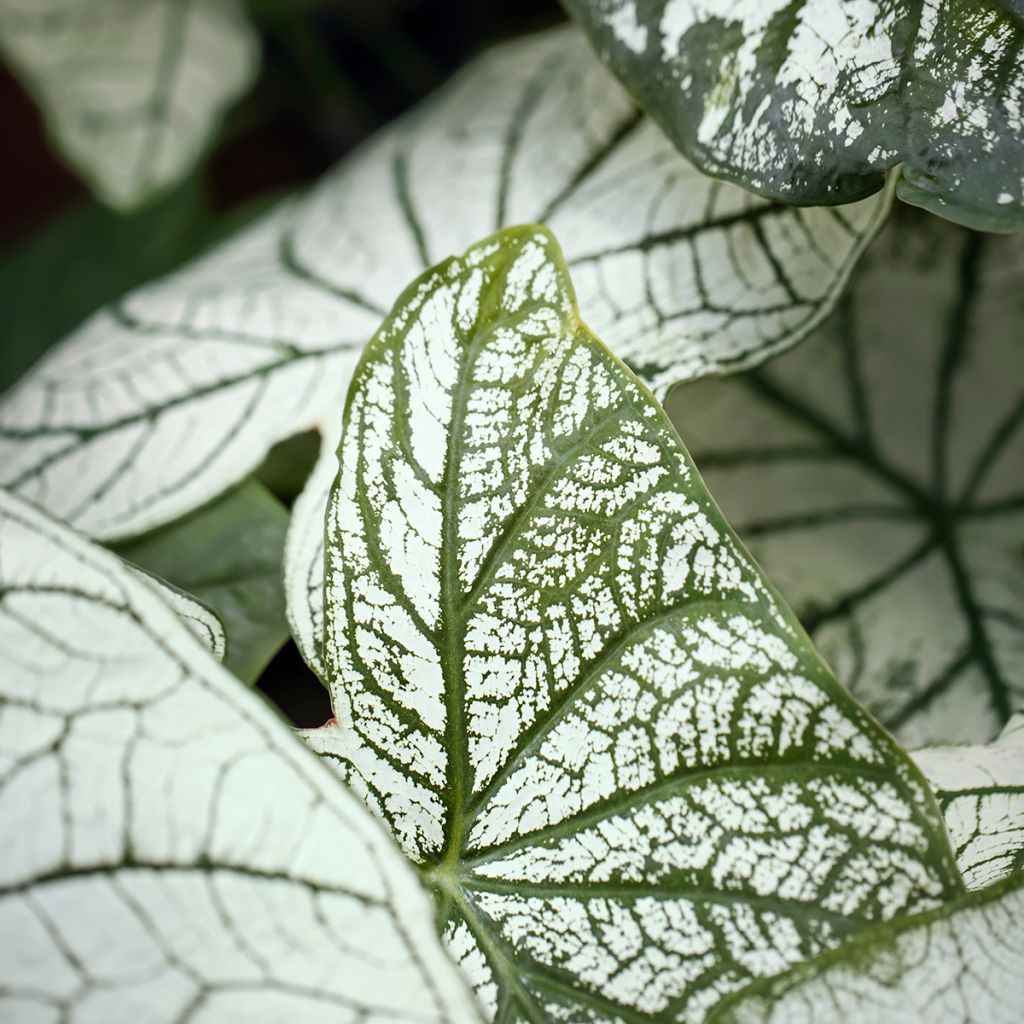 Caladium Pliage - Hart van Jezus