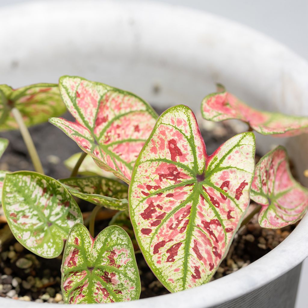 Caladium Purple Light - Hart van Jezus
