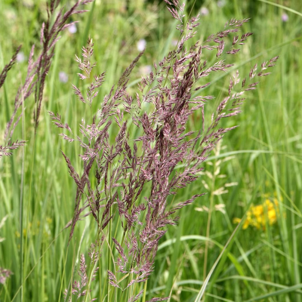 Calamagrostis acutiflora Overdam - Struisriet