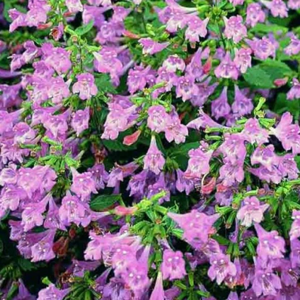 Calamintha grandiflora - Calament