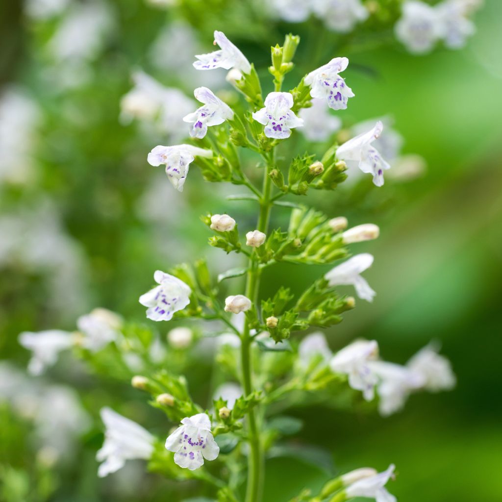 Calamintha nepeta - Bergsteentijm