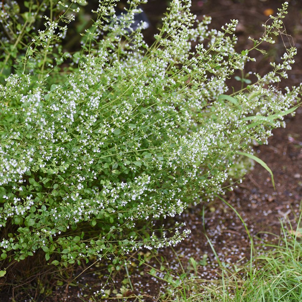 Calamintha nepeta - Bergsteentijm
