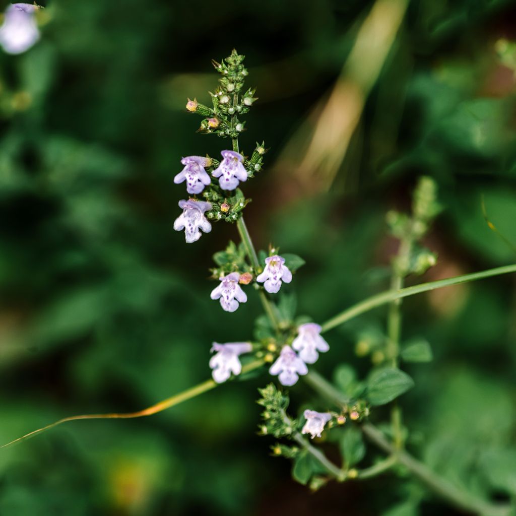 Calamintha nepeta - Bergsteentijm