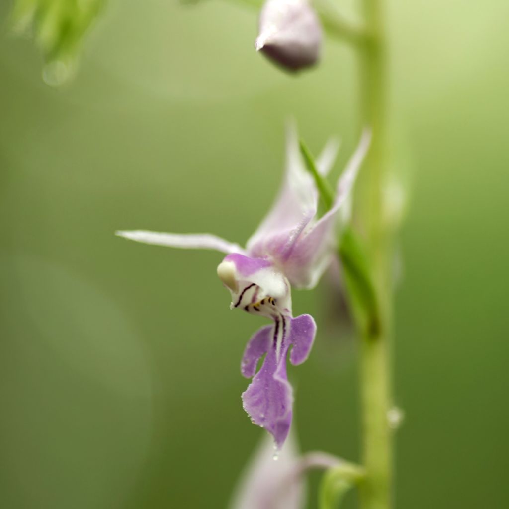 Calanthe reflexa - Tuinorchidee
