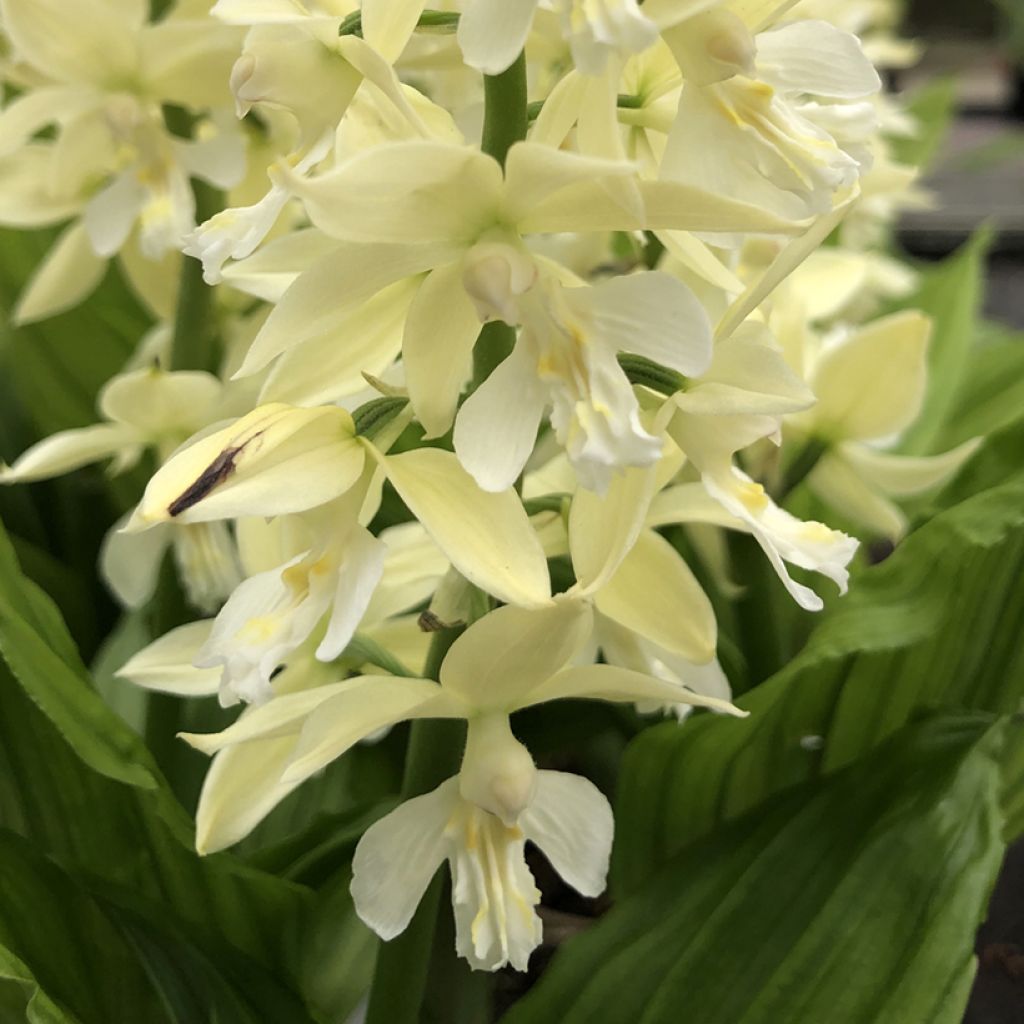 Calanthe sieboldii Light - Tuinorchidee