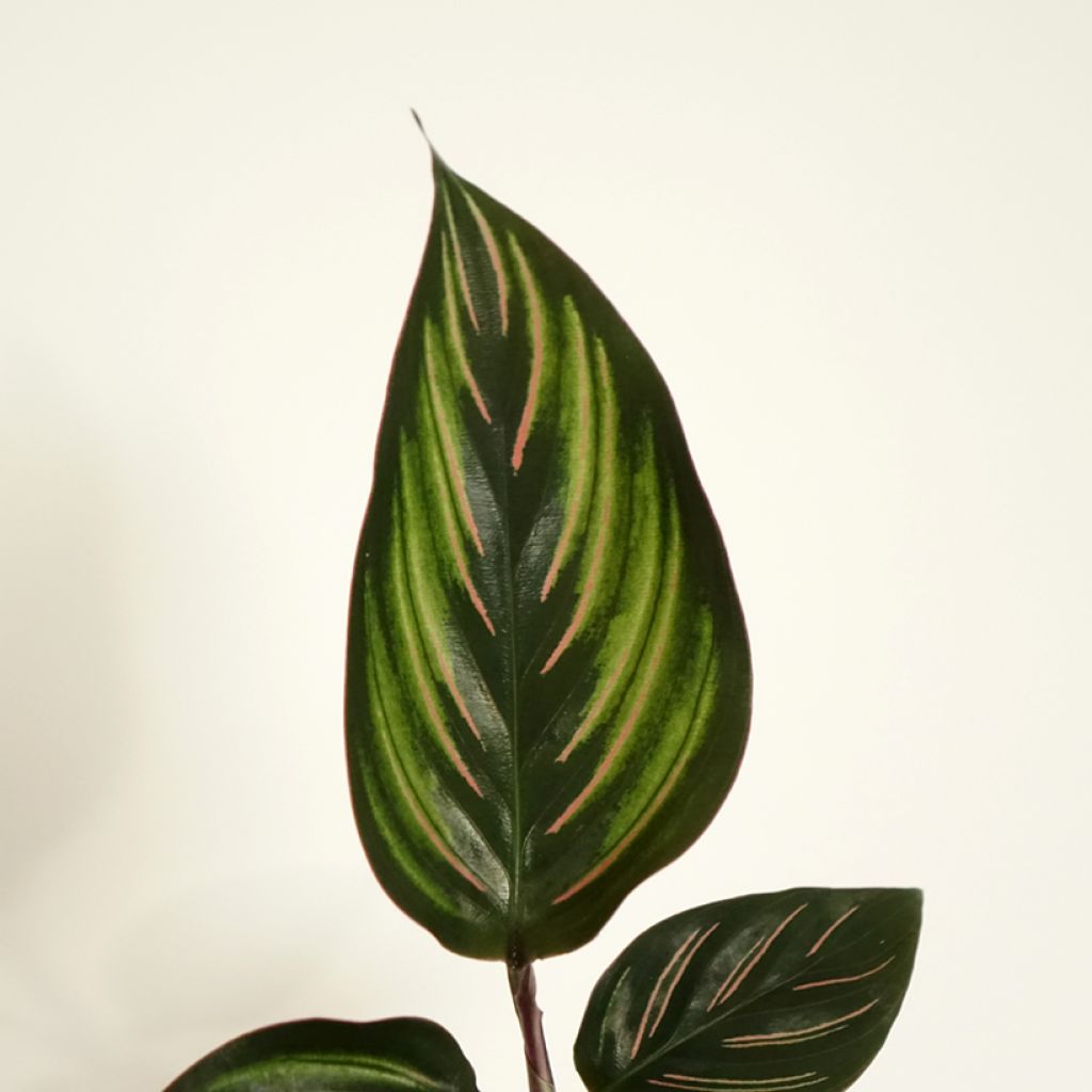 Calathea Beauty Star - Pauwenplant