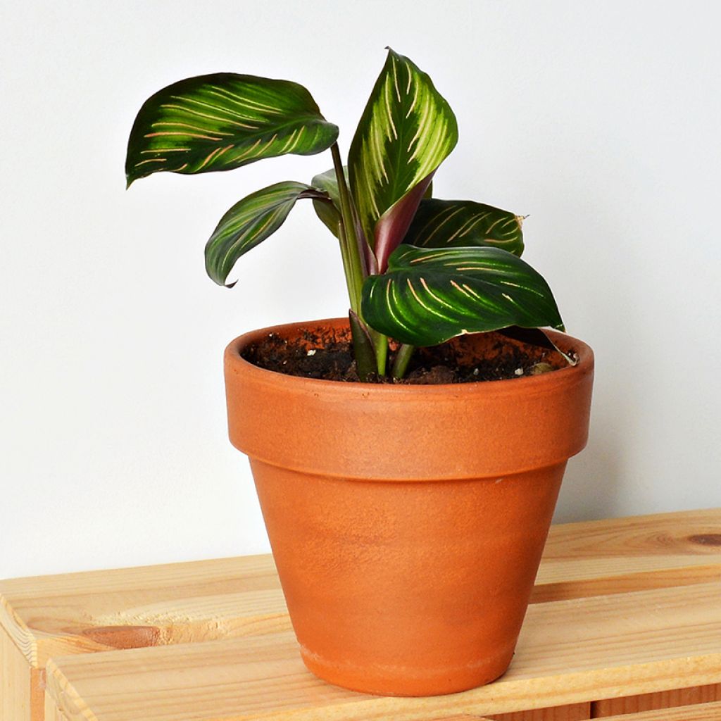 Calathea Beauty Star - Pauwenplant