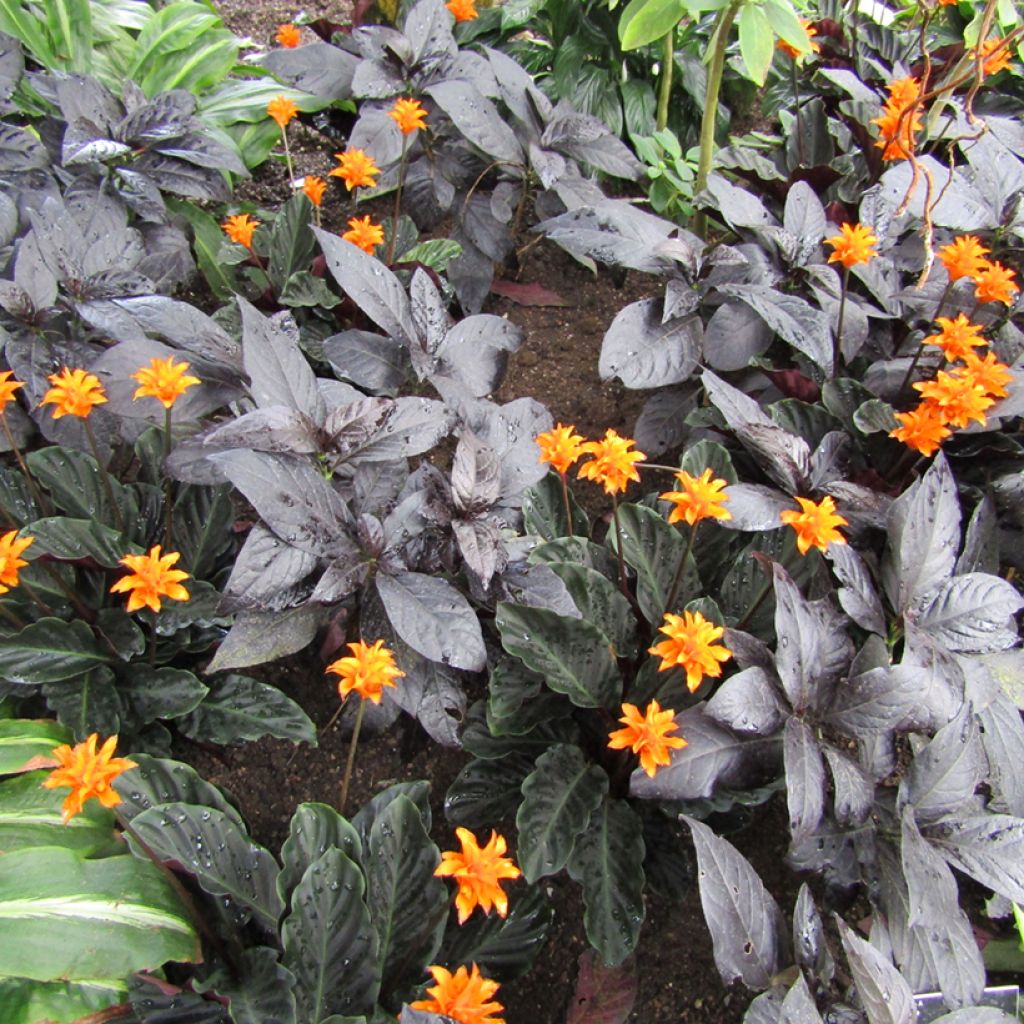 Calathea crocata - Eeuwige vlam