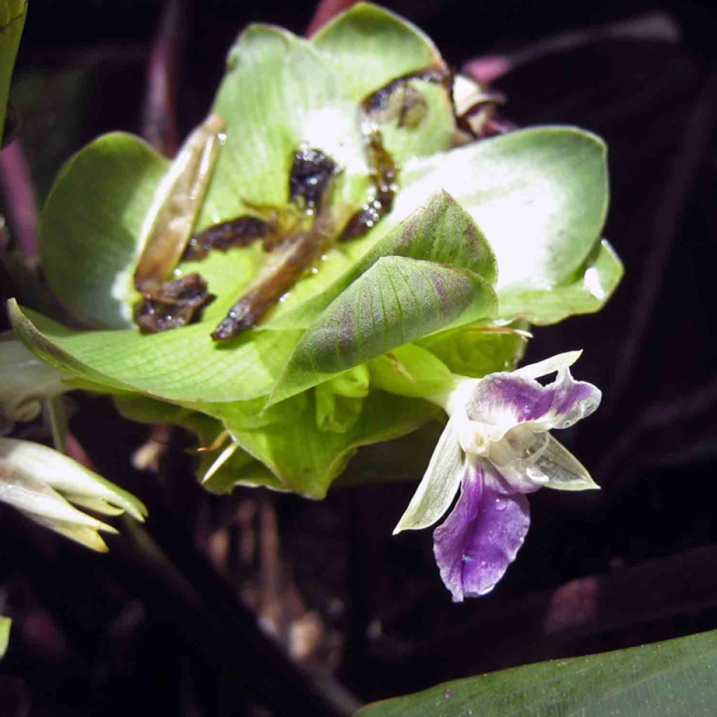 Calathea Dottie - Pauwenplant