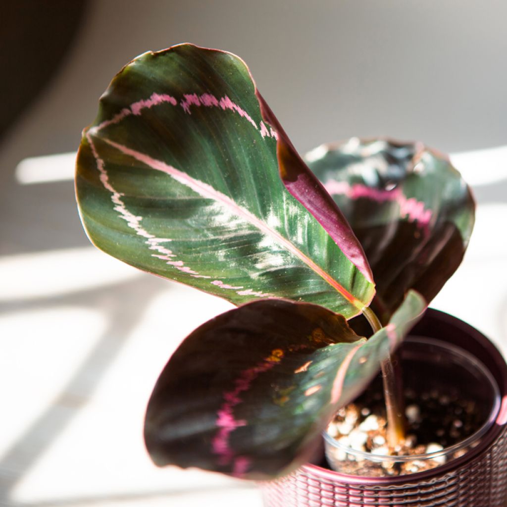 Calathea Dottie - Pauwenplant