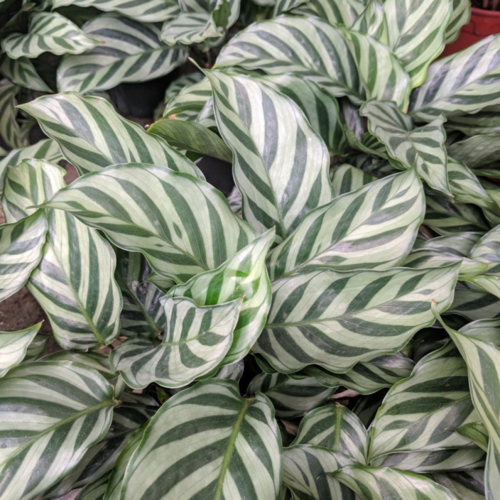 Calathea Freddie - Pauwenplant