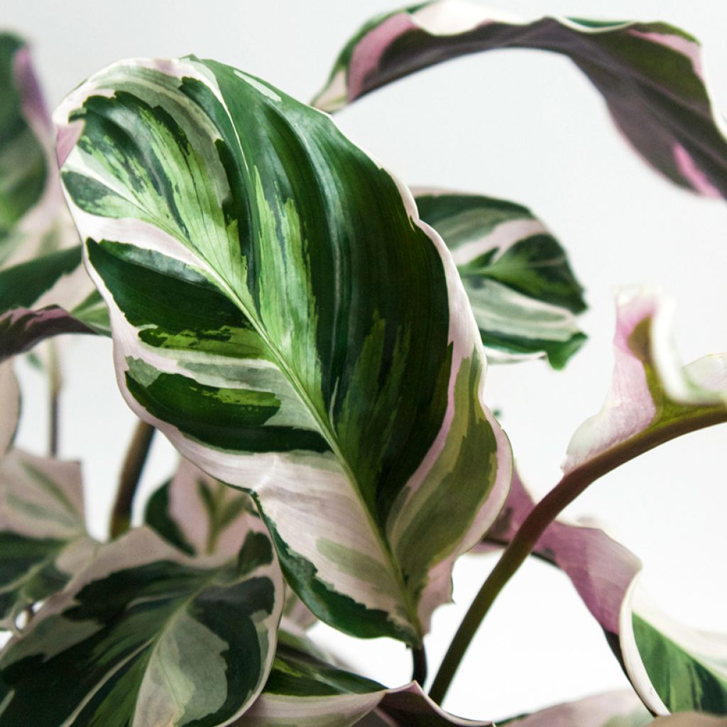Calathea Fusion White - Pauwenplant