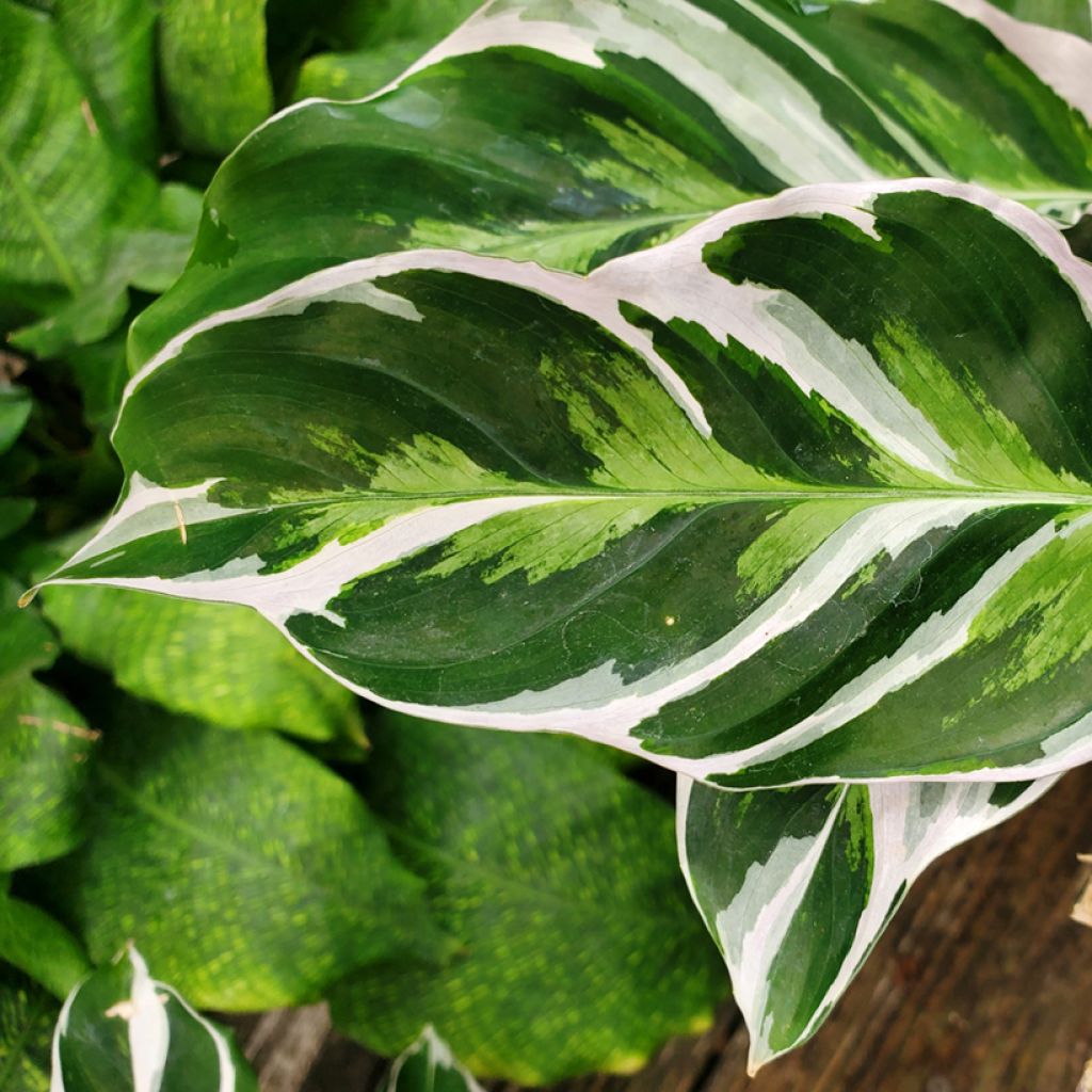 Calathea Fusion White - Pauwenplant