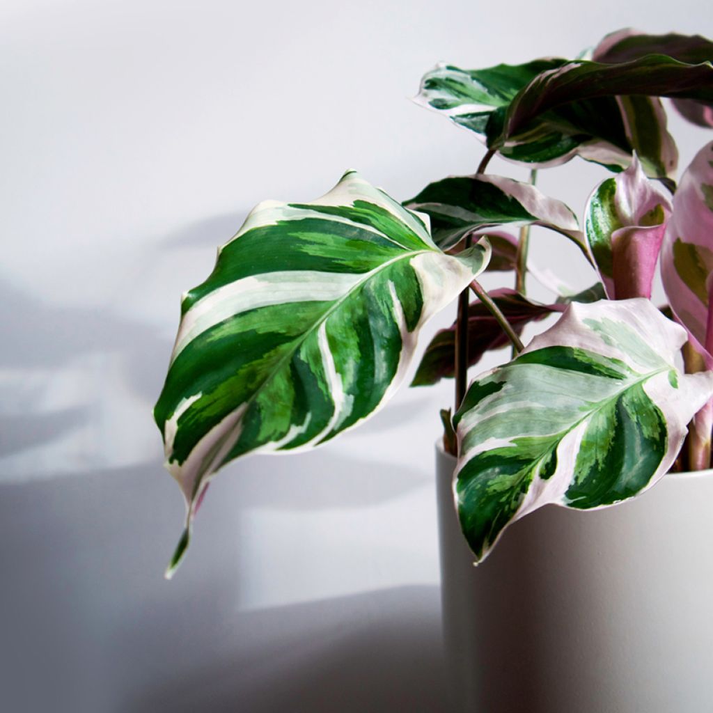 Calathea Fusion White - Pauwenplant