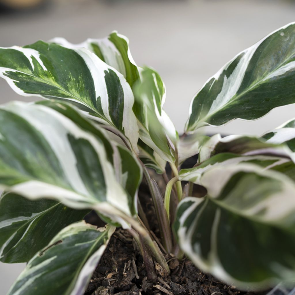 Calathea Fusion White - Pauwenplant