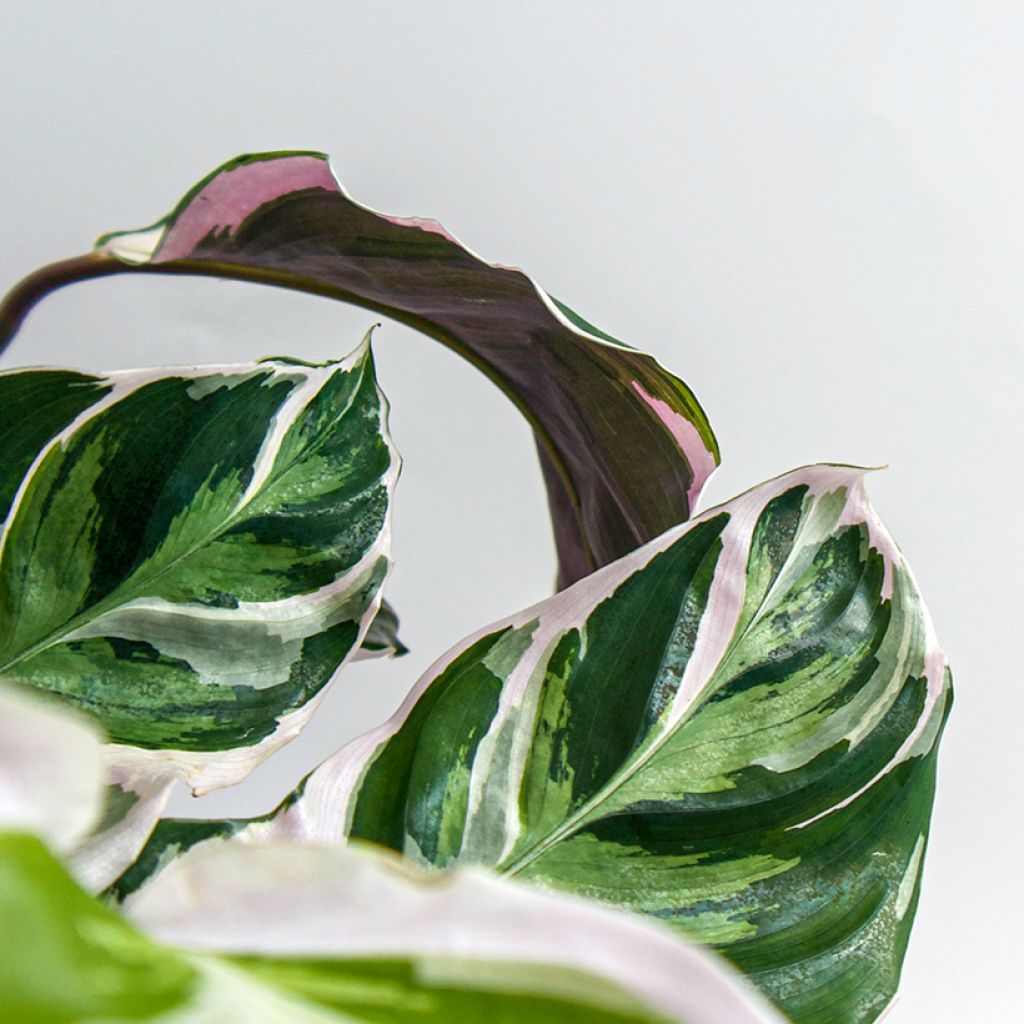 Calathea Fusion White - Pauwenplant