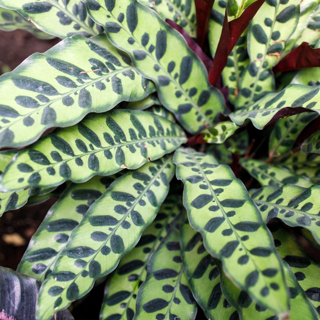 Calathea insignis - Pauwenplant