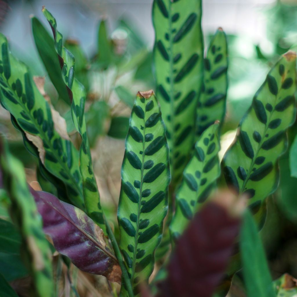 Calathea insignis - Pauwenplant