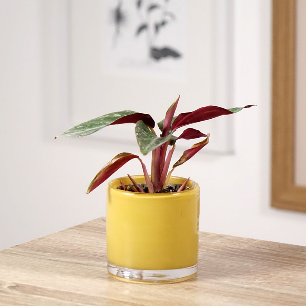 Calathea Magic Star - Pauwenplant