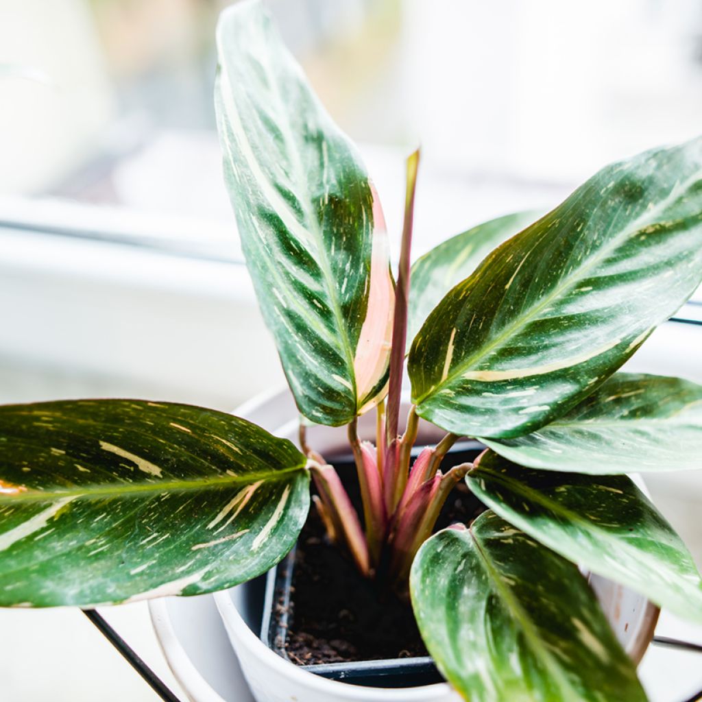 Calathea Magic Star - Pauwenplant