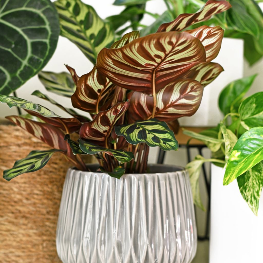 Calathea makoyana - Pauwenplant