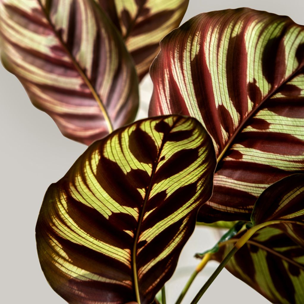 Calathea makoyana - Pauwenplant