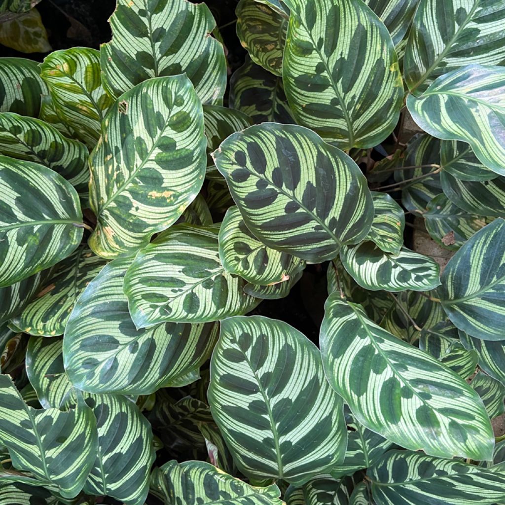 Calathea makoyana - Pauwenplant