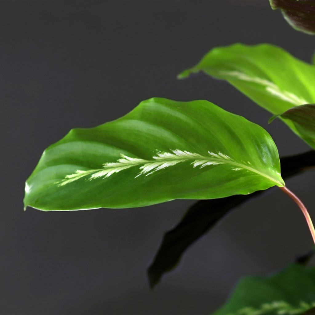 Calathea Maui Queen - Pauwenplant