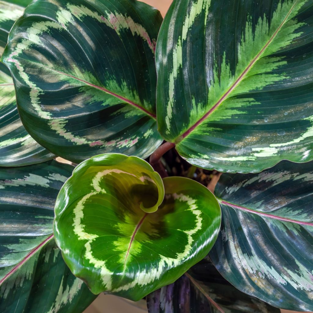 Calathea Medallion - Pauwenplant