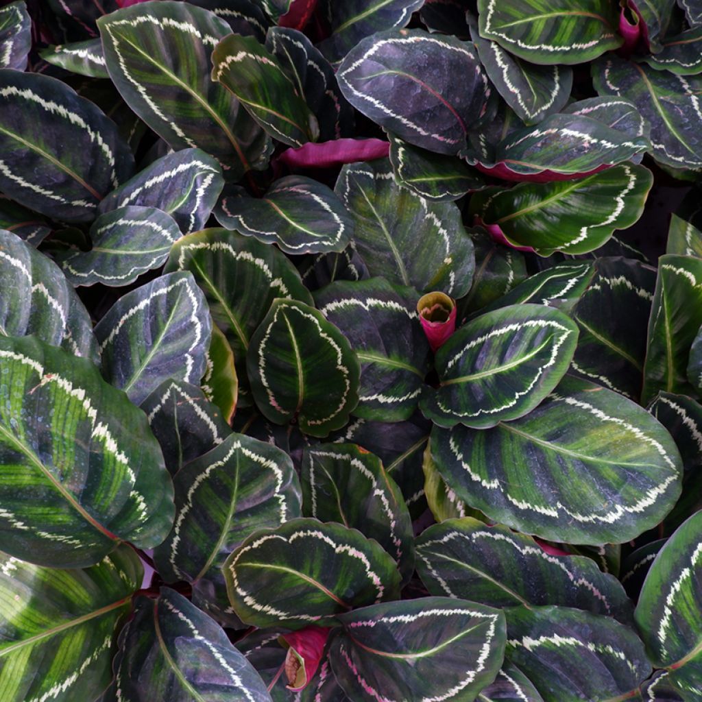 Calathea Medallion - Pauwenplant
