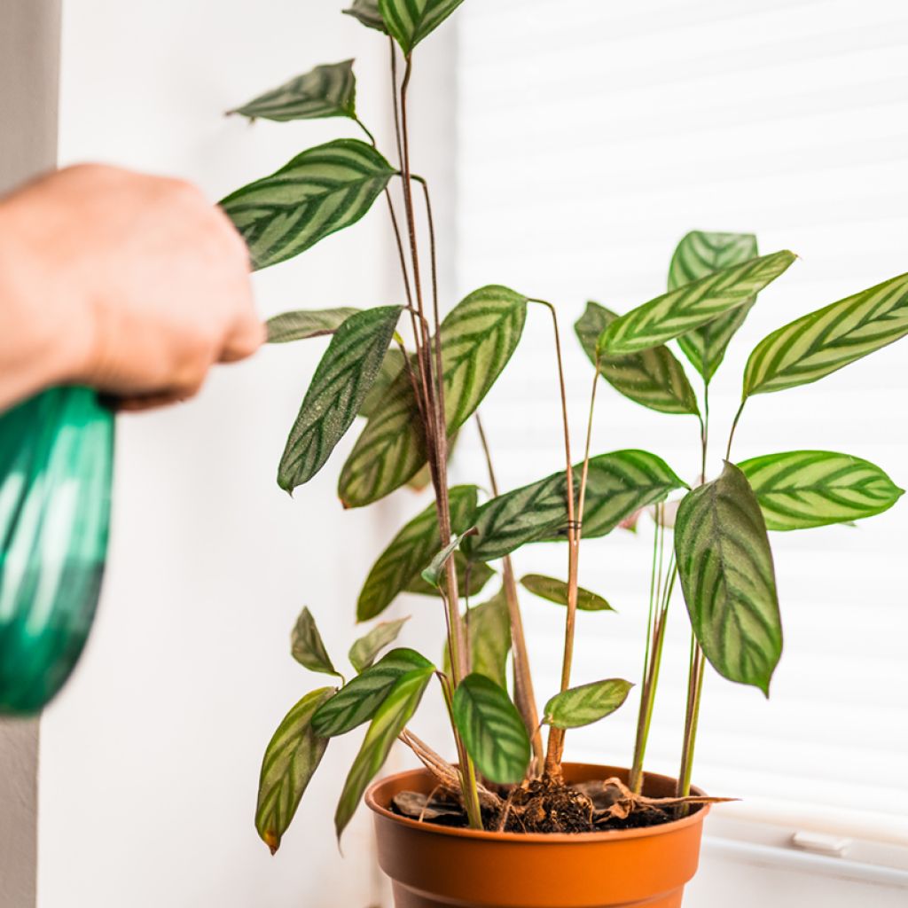 Ctenanthe oppenheimiana - Gebedsplant