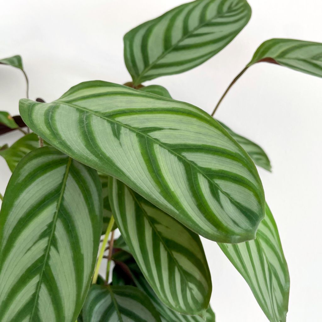 Ctenanthe oppenheimiana - Gebedsplant