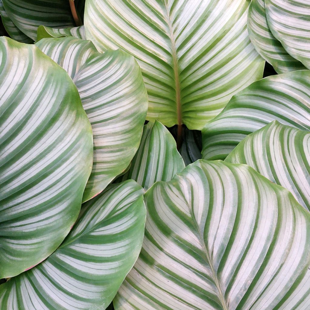 Calathea orbifolia - Pauwenplant