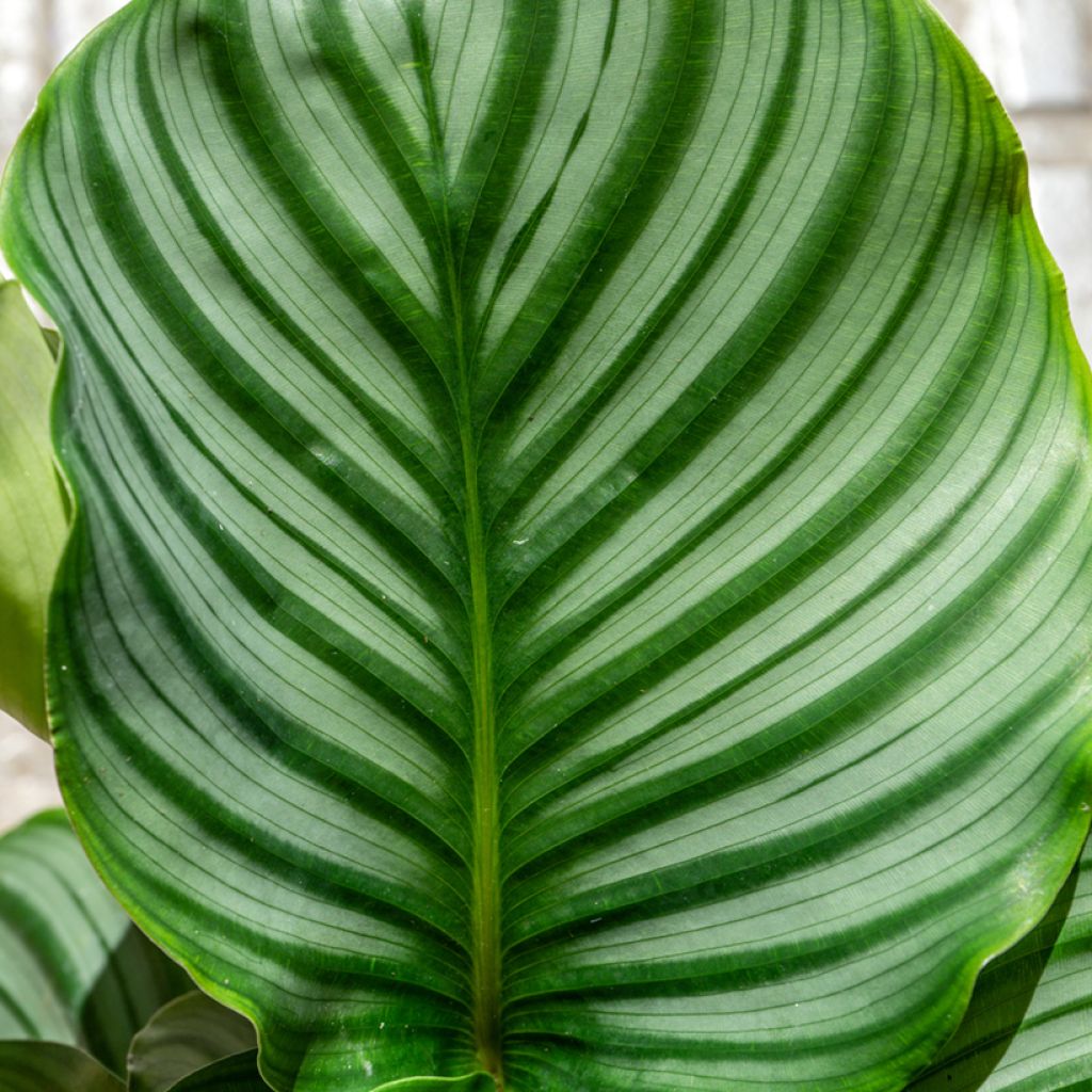 Calathea orbifolia - Pauwenplant