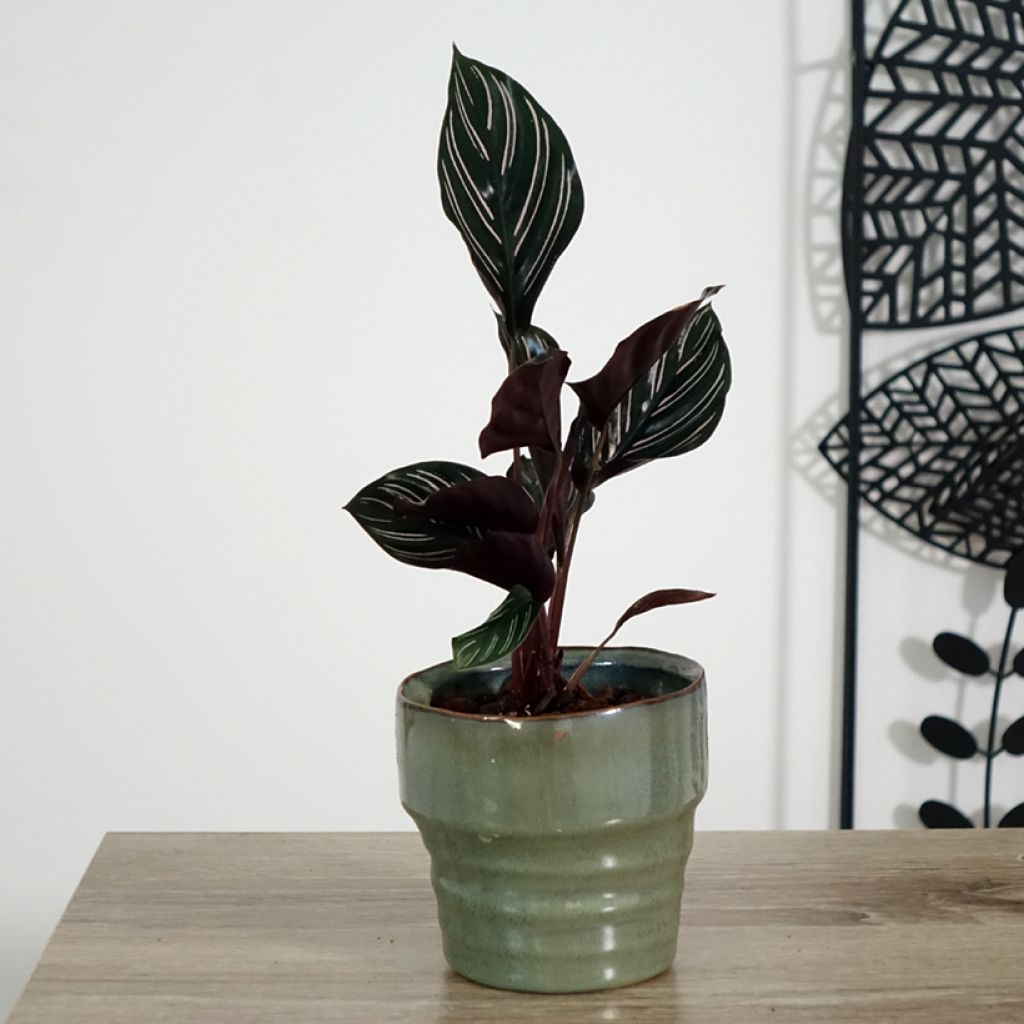 Calathea ornata - Pauwenplant