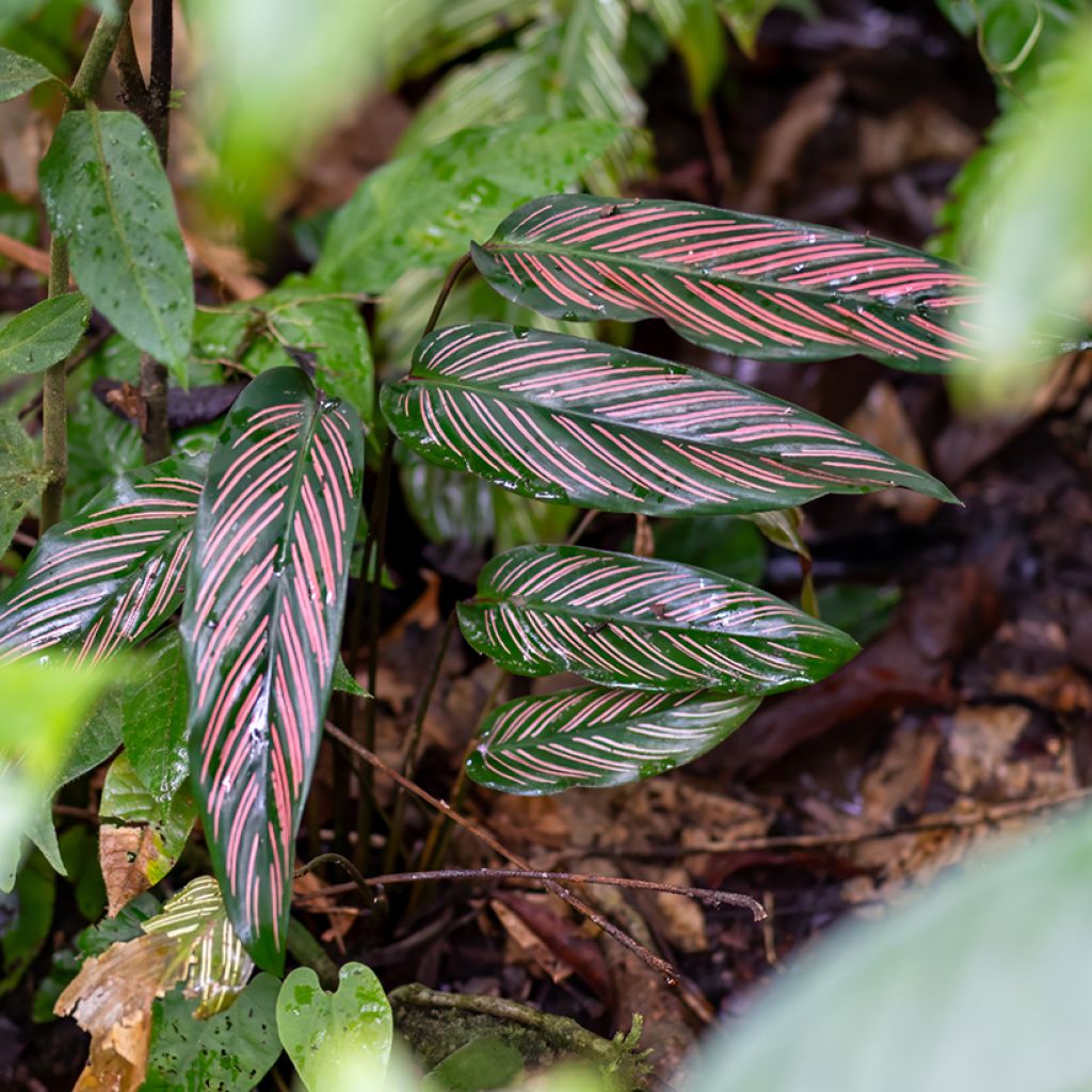 Calathea ornata - Pauwenplant