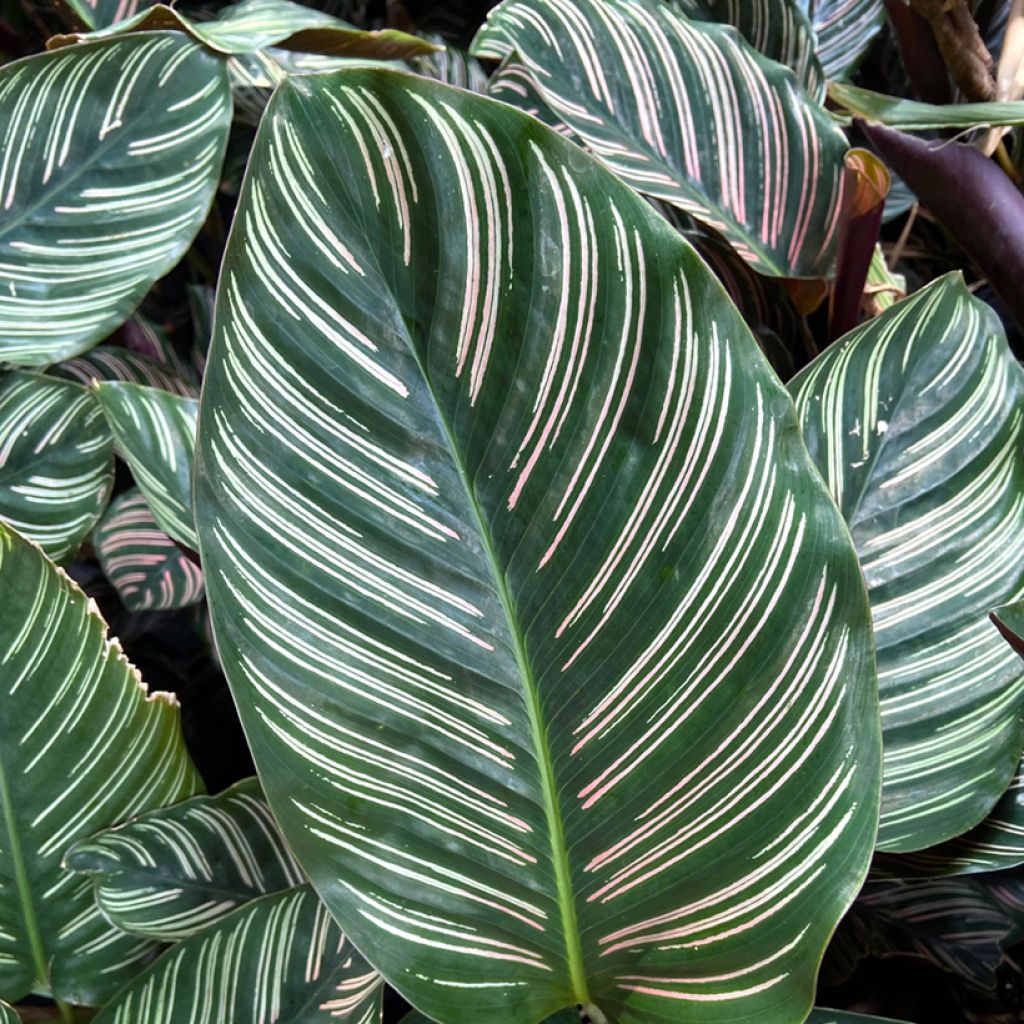 Calathea ornata - Pauwenplant