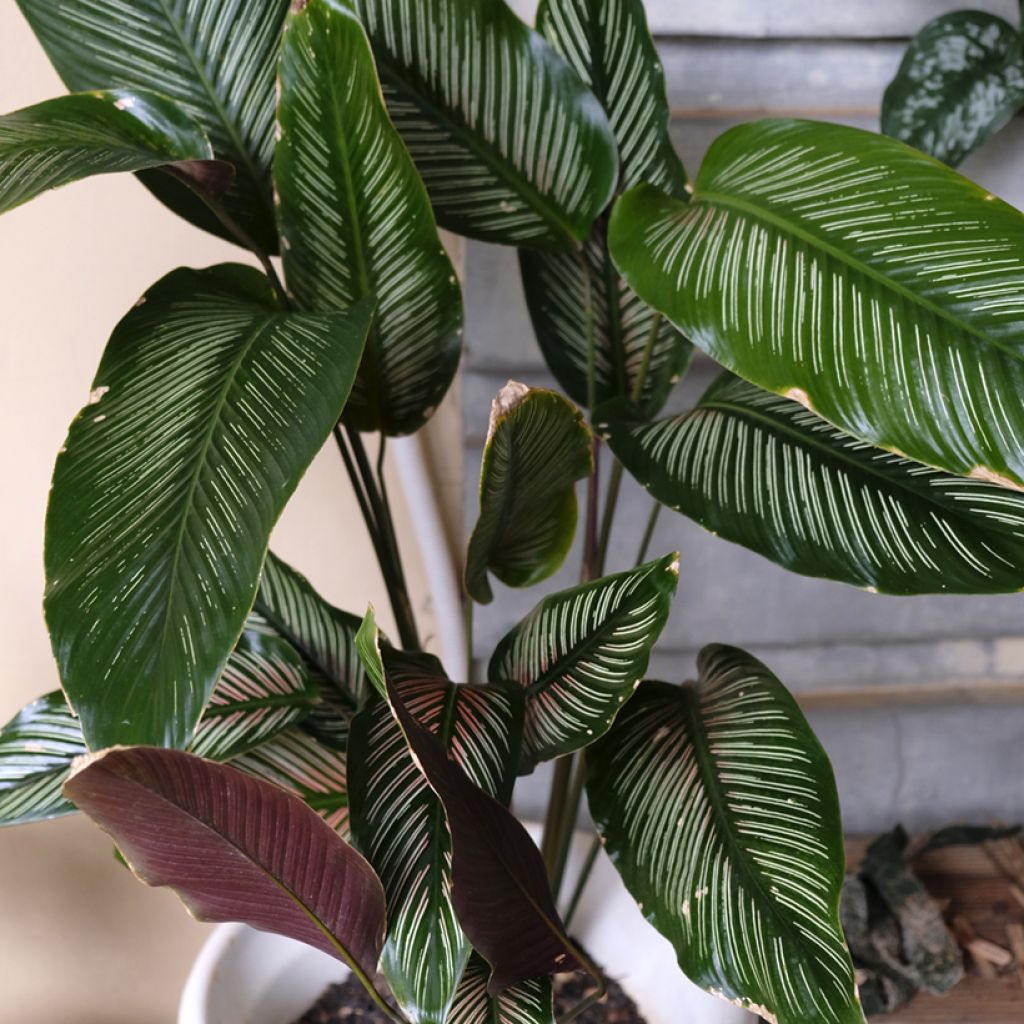 Calathea ornata - Pauwenplant