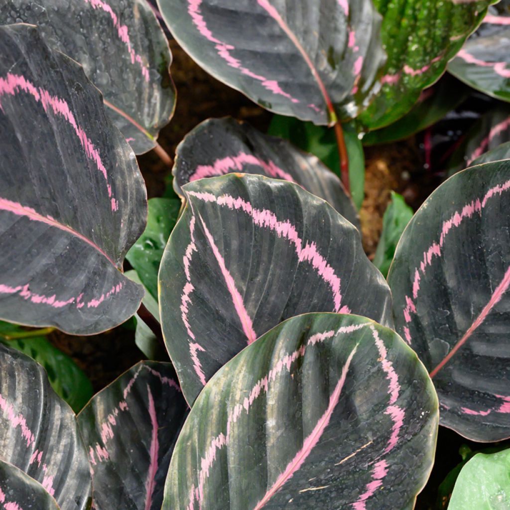 Calathea roseopicta - Pauwenplant